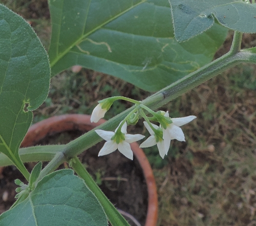 Fiori piccolissimi - Solanum nigrum